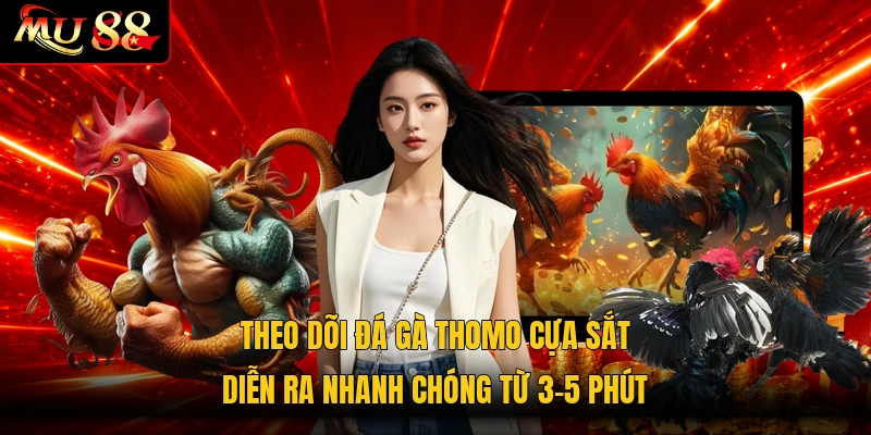 Theo dõi đá gà Thomo cựa sắt diễn ra nhanh chóng từ 3-5 phút