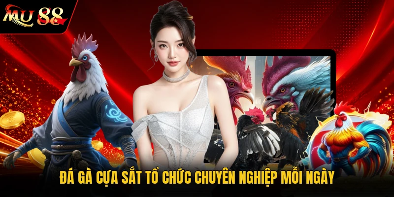 Đá gà cựa sắt tổ chức chuyên nghiệp mỗi ngày